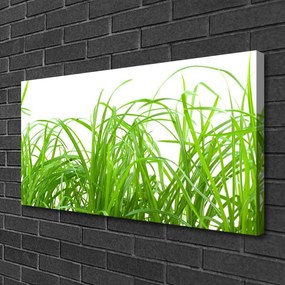Obraz Canvas Tráva rastlina príroda 120x60 cm