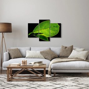 Obraz - zelený list (90x60 cm)