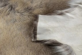 Koberec RENIFER POK012 sivý / béžový