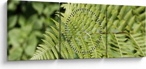 Obraz - Papradinový list (s hodinami) (90x30 cm)