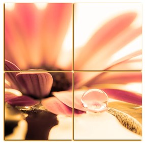 Obraz na plátne - Kvapka rosy na lúpeňoch kvetu - štvorec 380QD (100x100 cm)