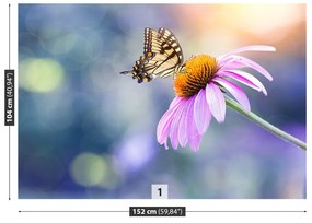 Fototapeta Vliesová Echinacea butterfly 152x104 cm