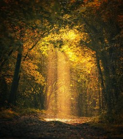 Umelecká fotografie Magical forest landscape with sunbeam lighting, FrankyDeMeyer, (35 x 40 cm)