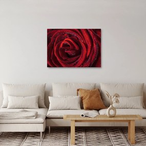 Obraz - Červená ruža s kvapkami rosy (70x50 cm)