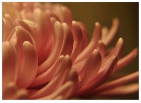 Sklenený obraz detailu kvety (70x50 cm)