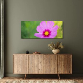 Obraz - lúčna kvetina (120x50 cm)