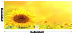 Fototapeta Vliesová Žlté slnečnice 152x104 cm