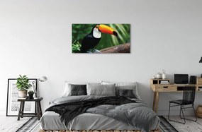 Obraz na plátne Tukan na vetve 140x70 cm