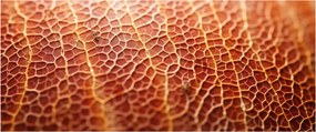 Obraz - Detail textúry (120x50 cm)