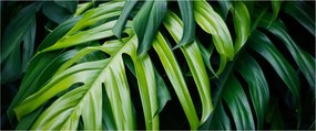 Obraz - Tropické listy (120x50 cm)