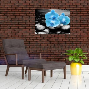 Obraz - Modrá orchidea (70x50 cm)