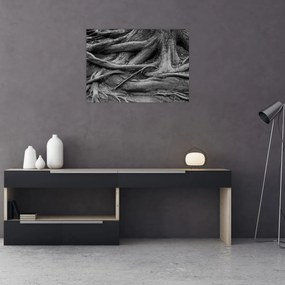Obraz - Korene stromu (70x50 cm)