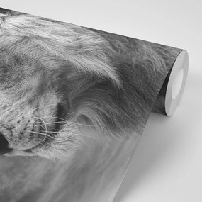 Fototapeta čiernobiela hlava leva