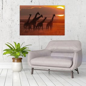 Obraz - Žirafy v africkej savane (90x60 cm)