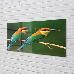 Obraz na akrylátovom skle Farebné papagáj na vetve 140x70 cm