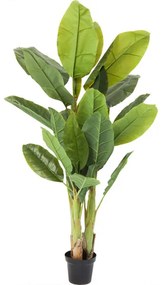 Banana dekoratívna rastlina 180 cm