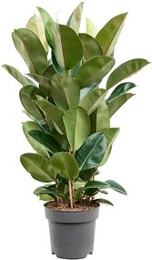 Fikus - Ficus elastica "Robusta" 27x100 cm
