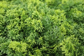 Umelý rastlinný panel MARIE MOSS 100 x 100 cm - Panel 100x100 Europe Grass