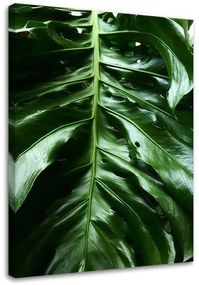Gario Obraz na plátne Hladký list rastliny monstera Rozmery: 40 x 60 cm