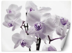 Fototapeta, Kvetoucí orchidej - 100x70 cm