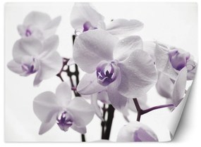 Fototapeta, Kvetoucí orchidej - 450x315 cm