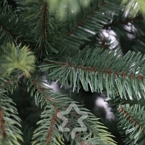 Smrek Himalájsky 180 cm