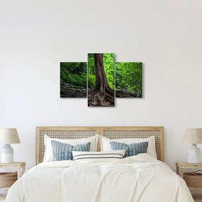 Obraz - Starý strom s koreňmi (90x60 cm)