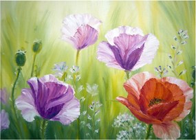Obraz - Vlčie maky (70x50 cm)