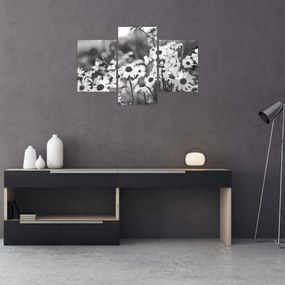 Obraz - Kopretiny (90x60 cm)