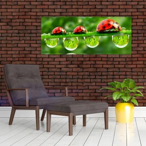 Obraz - Lienka sedembodková (120x50 cm)