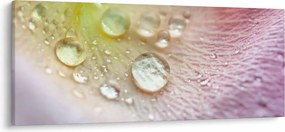 Obraz - Kvapky rosy (120x50 cm)