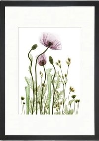 Obraz Tablo Center Wild Plants, 24 × 29 cm