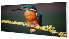 Obraz na akrylátovom skle Farebný vták na vetve 120x60 cm