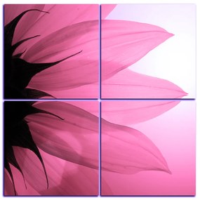 Obraz na plátne - Slnečnica kvet - štvorec 3201VE (60x60 cm)