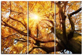 Obraz na plátne - Slnko cez vetvi stromu 1240B (150x100 cm)