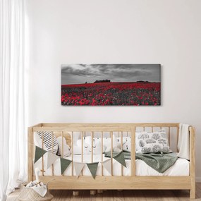Obraz vlčích makov (120x50 cm)