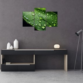 Obraz - List po daždi (90x60 cm)