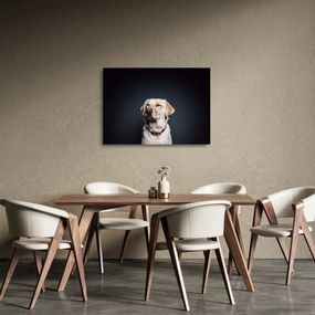 Sklenený obraz labradora (70x50 cm)