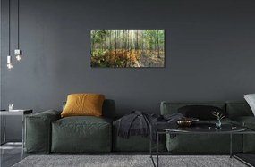 Sklenený obraz les breza 125x50 cm