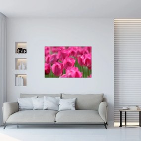 Obraz - Ružové tulipány (90x60 cm)