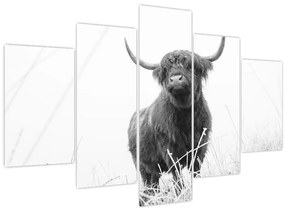 Obraz - Škótska krava 4, čiernobiela (150x105 cm)