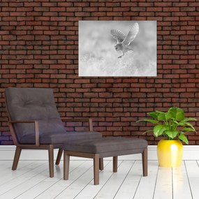 Sklenený obraz - Sova v poli (70x50 cm)