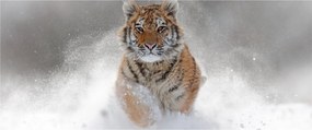 Obraz bežiaceho tigra v snehu (120x50 cm)