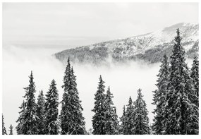 Fototapeta zasnežené čiernobiele borovicové stromy