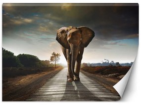 Fototapeta, Slon na cestě Zvířata Afrika - 300x210 cm