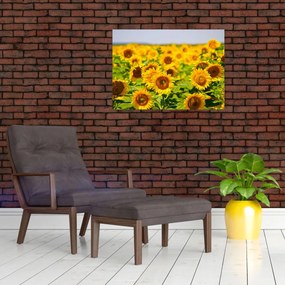 Sklenený obraz - Slnečnica (70x50 cm)