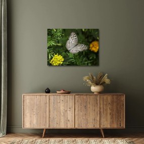 Obraz - biely motýľ (70x50 cm)