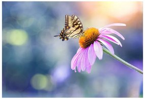 Fototapeta Vliesová Echinacea butterfly 312x219 cm