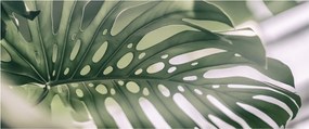 Obraz - List monštier (120x50 cm)