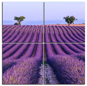 Obraz na plátne - Levanduľové pole v lete - štvorec 3234E (100x100 cm)